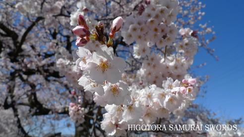 桜と日本の精神文化 Higotora Blog